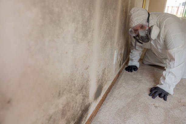 Best Forensic Mold Investigation  in Fruitland Park, FL