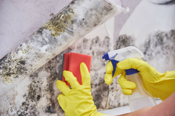 Best Mold Damage Restoration  in Fruitland Park, FL